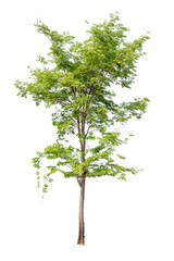 Isolated tree on white background with clipping path