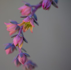 Pink and Purple Flower