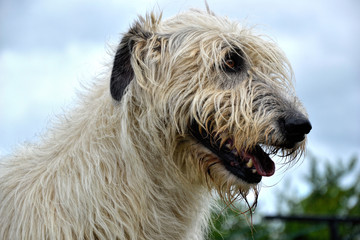 Portrait of beauty Irish wolfhound dog posing in the garden