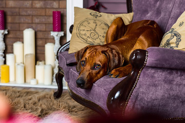Rhodesian Ridgeback dog on a sofa in front of fireplace