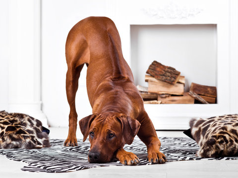 Rhodesian Ridgeback Dog Bending With Its Ridge Revealed