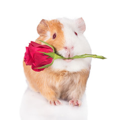 Guinea pig holding a rose in its mouth isolated on white