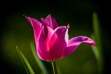 Fototapeta na wymiar Pink tulip
