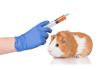 Guinea pig and injection isolated on white