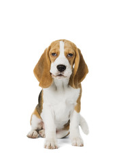 puppy Beagle on white background