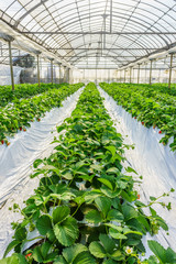 Line of strawberry field using the plasticulture method. It is planted at indoor farm in Japan.