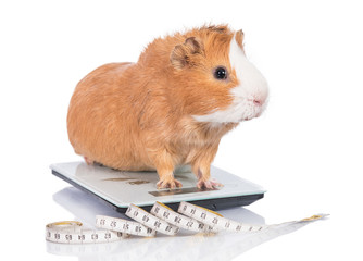 Funny fat guinea pig standing on the electronic scales