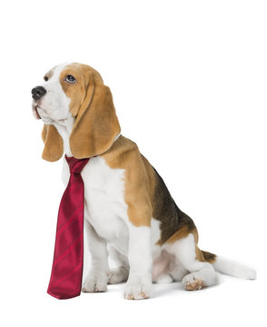 dog puppy Beagle tie
