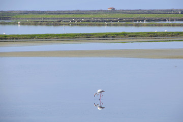 Flamingo's at the bay of Kaloni Lesvos Greece