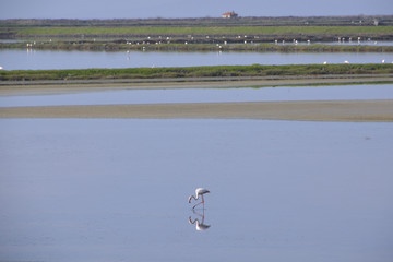 Flamingo's at the bay of Kaloni Lesvos Greece