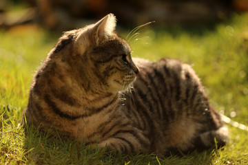 Kater