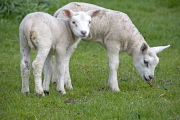 Obraz na płótnie Canvas sheep walking in grassland at springtime