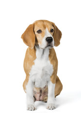 cute beagle dog isolated on white background
