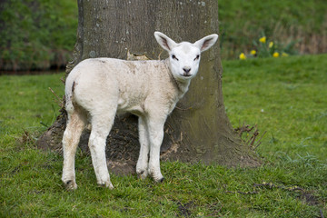 Obraz premium sheep walking in grassland at springtime