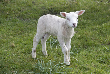sheep walking in grassland at springtime