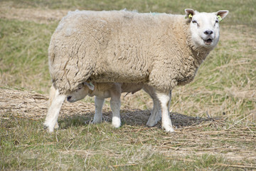 Obraz premium sheep walking in grassland at springtime