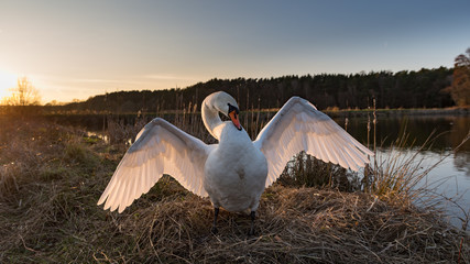 Obraz premium majestic swan