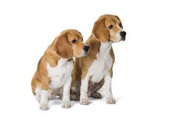 two cute beagle dog isolated on white background
