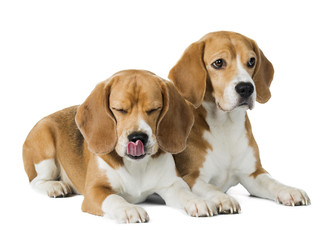 two cute beagle dog isolated on white background