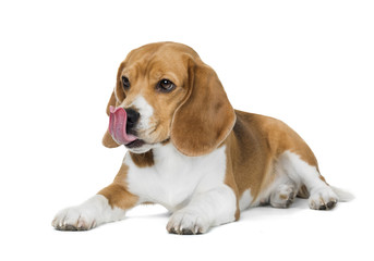beagle lies on a white background in studio