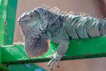 Iguana