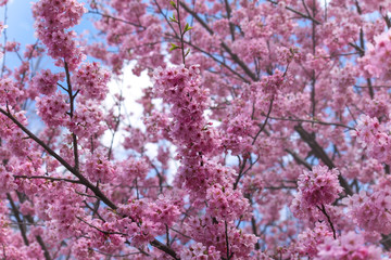 The cherry blossoms.
Flowering trees in the spring. Japan. Tokyo.