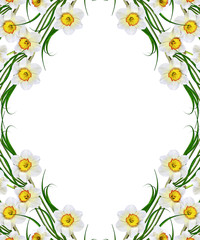 Obraz premium spring flowers narcissus isolated on white background