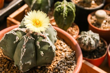 Obraz na płótnie Canvas Flower of Star Cactus 5 ribs (Astrophytum Myriostigma cv. Fukuryu)