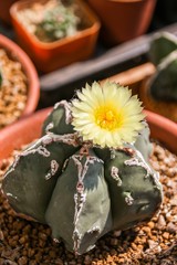 Naklejka na ściany i meble Flower of Star Cactus 5 ribs (Astrophytum Myriostigma cv. Fukuryu)