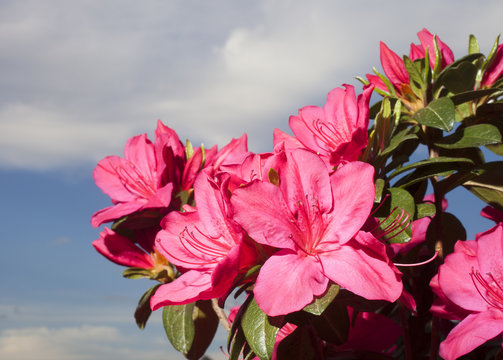 Fototapeta Azalea flowers
