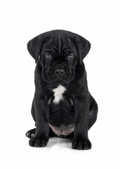 puppy Cane Corso