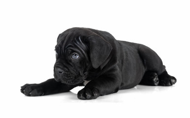 puppy Cane Corso