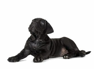 Obraz premium puppy Cane Corso