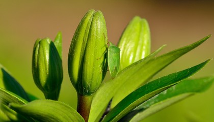 Small green beetle on the flower buds of lily, Nezara viridula