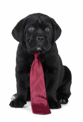 puppy Cane Corso