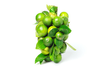 Bunch of Calamansi or also known as Calamondin.