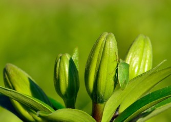 Small green beetle on the flower buds of lily, Nezara viridula