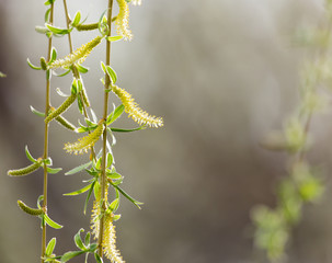 willow tree in bloom on nature © schankz