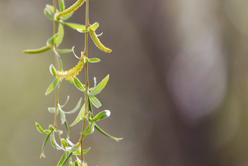 Fototapeta premium willow tree in bloom on nature