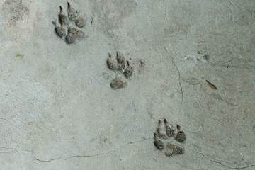 Dog foot print
