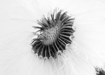Coltsfoot Detail