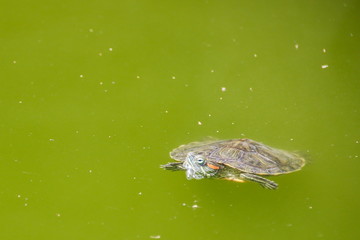 Red-eared slider, Turtle