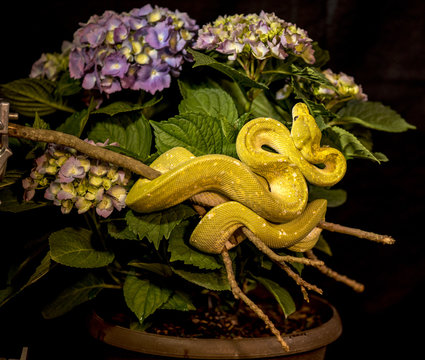 Green tree python on hydrangea