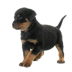 puppy rottweiler in studio