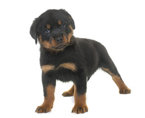 puppy rottweiler in studio