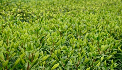 Green floral buds in crop of lilies