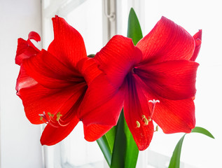 Красные цветки амариллиса у окна