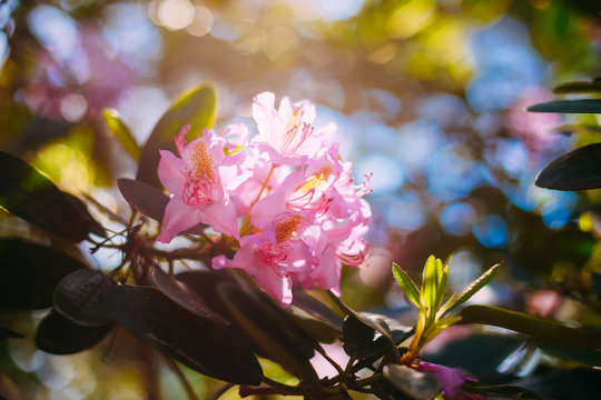 pink Flowers In Spring Garden Tree