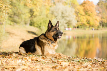 German shepherd