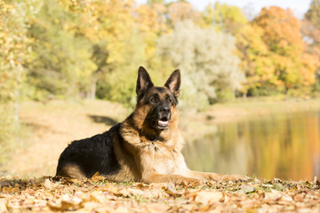 German shepherd